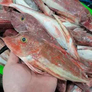 자연산 통영 성대 1kg 2-4미 생물 냉동 성대 승대 생선 성대 생선 달갱이 성대 물고기