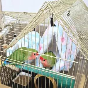 JPAR 하트둥지 앵무새 포치 중 OWJ51212 앵무새침대 앵무새둥지 햄스터은신처