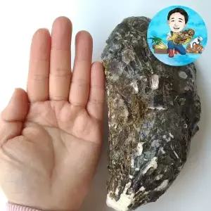 당일채취발송 통영 고성 사계절 먹는 프리미엄 삼배체굴 크기수량선택 왕굴 각굴 개체굴 하프쉘 1kg