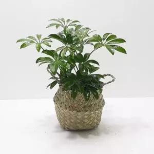 미니멀한 홍콩야자(소) 해초바구니 관엽식물 실내인테리어식물