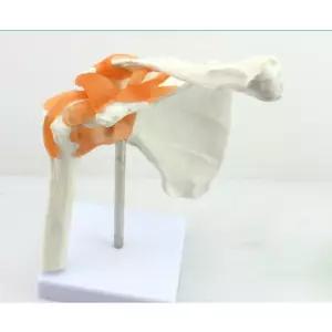 움직이는 어깨 모형 견갑골 움직이는성 관절 골격 피규어 근육