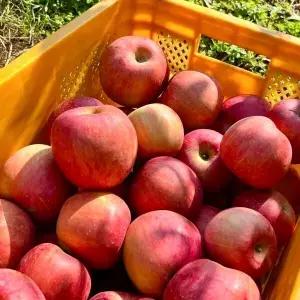 (타임특가) 15brix 고당도 부사사과 가정용 // 2kg(중소과) 10-13과 산지직송 156530