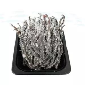 바다미끼 염실속장갯지렁이 60g낚시용미끼 바다선상 갯바위