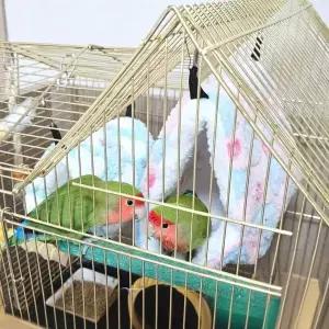 ZF 앵무새 포치 하트둥지 중