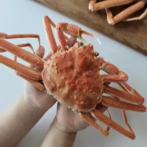 [담미로] 북해도 자숙 대게3.5kg(12-15미 내외/수율80%이상) 박달 대게 홈파티