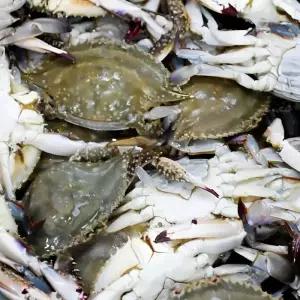 [담미로] 연평도산 특품 급냉 암꽃게 2kg  암꽃게 게장용 꽃게탕용