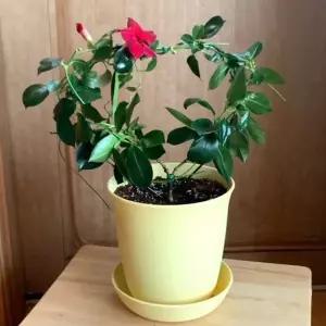 스킨답서스 지지대 식물넝쿨 화초지지대 화분