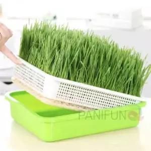 보리싹 재배기 밀싹 키우기 새싹재배통