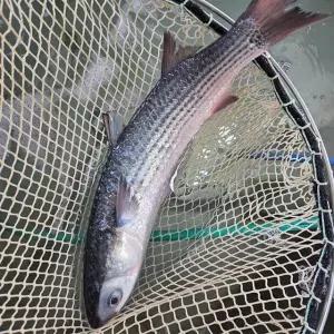 보리숭어 숭어회 필렛 300g