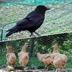 농작물 새그물망 2x5M 참새 블루베리망 방조망 그물망