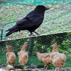 농작물 새그물망 2x5M 참새 블루베리망 방조망 그물망