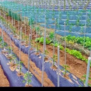 고추대 가지 식물 지지대 정원 50개입 16xH1500