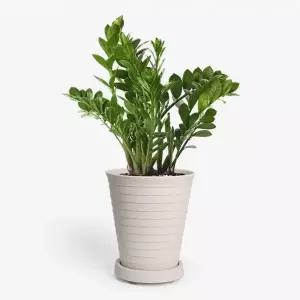 분갈이화분 라운드 중형 뜰화분 식물