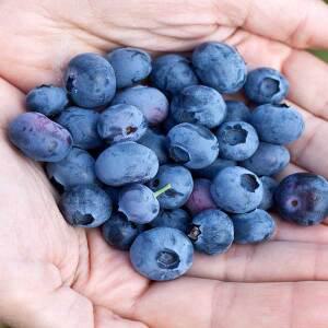 [경북묘목]블루베리묘목/M7,레카,빅듀크,블루레이등  2-3년생 판매중