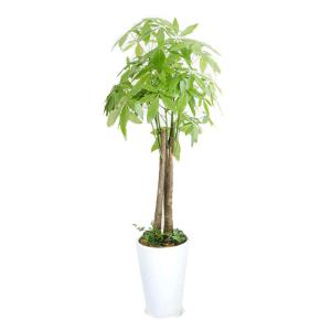 [젠틀맨플라워] 파키라 [FR1090] [공기정화식물/관엽식물/화분배달/개업화분추천/창업선물/개업선물/이