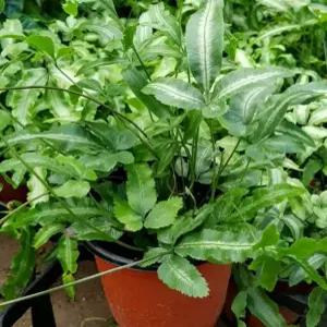 [장미농원]공기정화식물 모음/스킨답서스 금전수 몬스테라 해피트리 싱고늄 무늬아이비