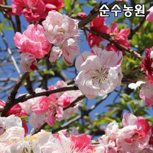 수양꽃복숭아나무 묘목, 삼색꽃 접목1년 뿌리묘(특) 1개/수양삼색도화