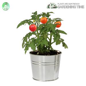 그로우캔 방울토마토 / 새싹기르기 화분재배 방울토마토키우기