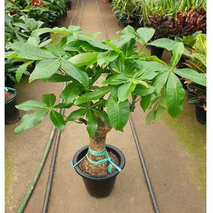 파키라(대품) 수형짱