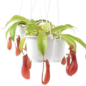 식충식물 네펜더스 3개1세트