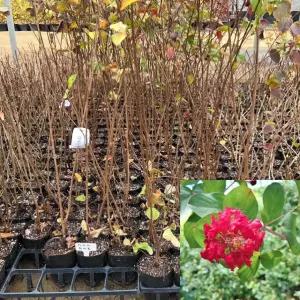 배롱나무 묘목 (다이너마이트) 빨간색 포트묘 백일홍 관상수 꽃나무