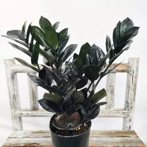 에덴플랜트 블랙금전수 희귀식물 우수품종 개업선물 행운나무 돈나무 승진