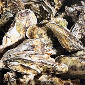 굴 석화 모든순간 10kg 생굴 각굴 통영굴