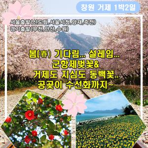 [창원,거제]군항제벚꽃/거제