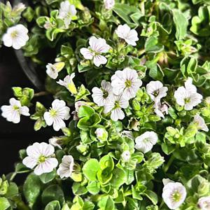 이끼용담 소형 히말라야 안개꽃 야생화 노지월동 반려식물