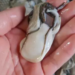 국내산 통영 제철 생굴 1kg 