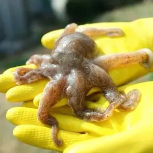 [자연맛남]산지직송 제철 활 쭈꾸미 1kg 7-15미내외 생물