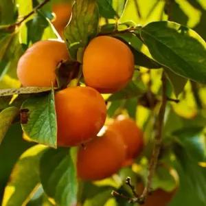 감나무묘목 청도 반시감나무 2년생특묘 납짝홍시감 유실수 약용수 조경수 꽃나무(TB)