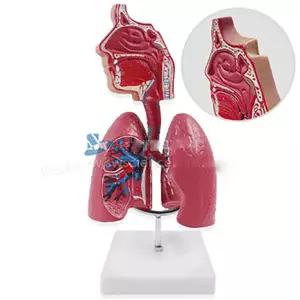 호흡기관모형(스탠드식)- 천재교과서 - 아이스크림