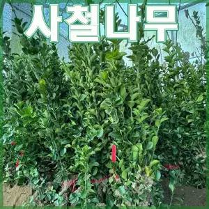 사철나무 묘목 1m~1m20cm 울타리나무 조경수
