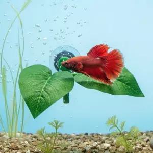 하프문베타 관상용새우 꽃침대 체리새우 어항꾸미기 구피 새우 키우기용