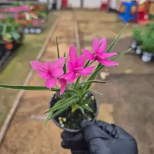 설란 연분홍 야생화 관엽식물