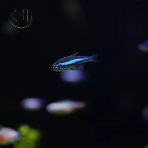 그린 네온 테트라 (관상어, 열대어)