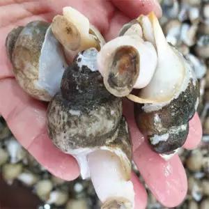 유쎌쇼핑몰 동해안 자연산 흑골뱅이 1KG (50-70미) [자숙급냉] 캠핑간편식 캠핑음식