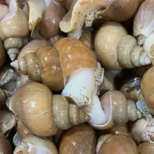 유쎌쇼핑몰 동해안 자연산 활 백골뱅이 1KG 소 (35-45미) 캠핑간편식 캠핑음식