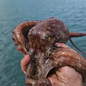 당일조업 활 돌문어 1kg 1-3미