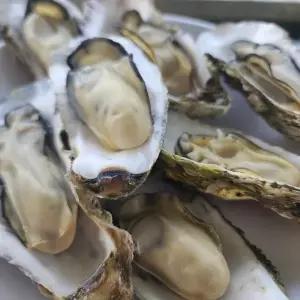 제철 산지직송 세척 석화 5kg