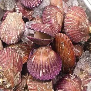 제철 통영 선별 홍가리비 1kg 20미 내외