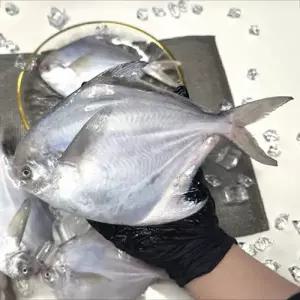 생물 병어 1kg 생물병어 병어조심 병어구이 생선구이 생선조림 병어회