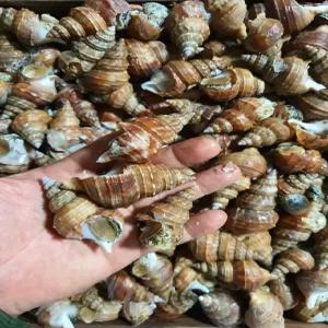 행복식품 포항 활 살고동 고추골뱅이 55미내외/kg 2kg