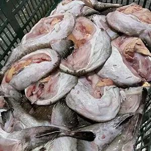 [셀러허브 식품]통영 손질 아귀 1kg 1-2미 생물 냉동 아귀 애 통영 아구 찜 냉동 아구 꼬리 아구간 아귀위