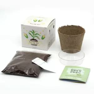 4인용 옥수수 키우기 화분 모종 재배 싹튀우기 +관찰일지 식물키트 원예수업용