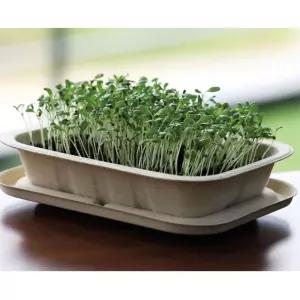 4인용 알파파 새싹키우기 채소 씨앗 기르기 DIY세트 식물 생태수업 시니어 재배