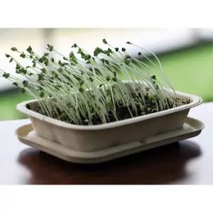 4인용 새싹채소 씨앗 브로콜리키우기 DIY 식물기르기 키트 실버교구 자유학년재