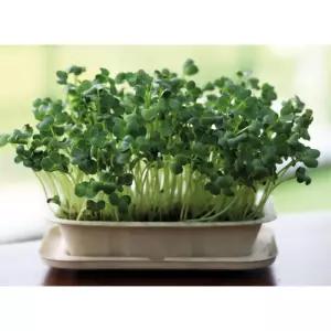 4인용 새싹채소 씨앗 무순키우기 DIY세트 식물기르기 강의후활동 식목일 재배