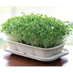 4인용 새싹채소 씨앗 다채키우기 DIY 식물기르기 학습 실버교구 성취감발달 셀프